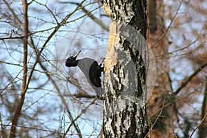 The black woodpecker Dryocopus martius