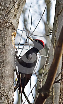 Black woodpecker - Dryocopus martius