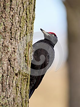 Black woodpecker (Dryocopus martius
