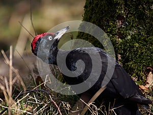 Black woodpecker (Dryocopus martius