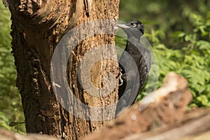 Black woodpecker, Dryocopus martius. Bird