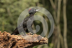 Black woodpecker, Dryocopus martius. Bird