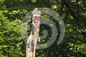Black woodpecker, Dryocopus martius. Bird