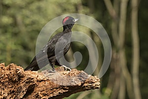 Black woodpecker, Dryocopus martius. Bird