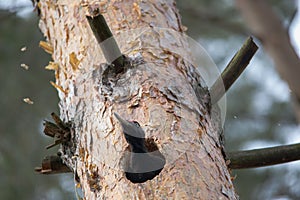 Black woodpecker Dryocopus martius chopping hollow in pine tree and throws shavings. European big bird shows spring breeding behav