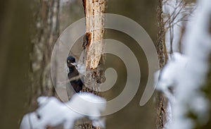 Black Woodpecker (Dryocopus martius) in forest photo