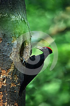 Black woodpecker Dryocopus martius at the nest nest hole. Black woodpecker in green forest.