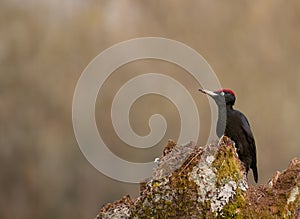 Black woodpecker, Dryocopus martius perched on old dry branch