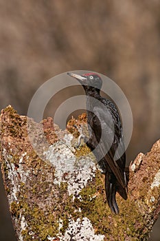 Black woodpecker, Dryocopus martius perched on old dry branch
