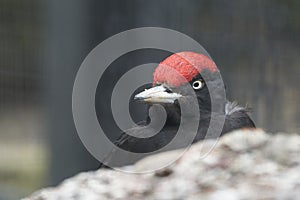 Black woodpecker Dryocopus martius Picidae Portrait Close