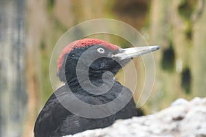 Black woodpecker Dryocopus martius Picidae Portrait Close