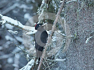 Black woodpecker Dryocopus martius restin on a spruce branch in winter.