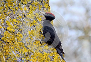 The black woodpecker Dryocopus martius sits on a tree photo