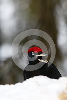 The black woodpecker Dryocopus martius sitting on the ground on a snowy hill. Portrait of a big black woodpecker with a red head