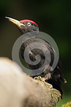 The black woodpecker Dryocopus martius sitting on thr trunk with ants on the body