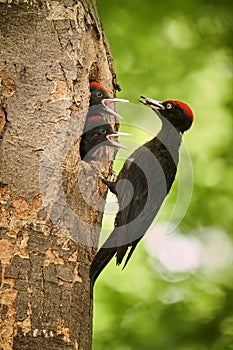 Black woodpecker Dryocopus martius with two youngs in the nest hole. Wildlife scene from Czech forest