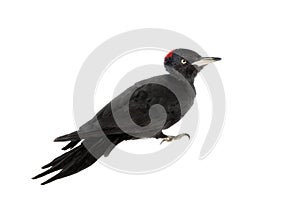 Black Woodpecker, Dryocopus martius, on white