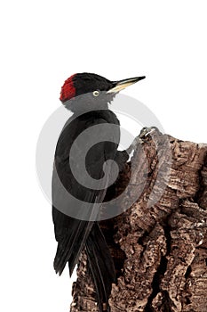 Black Woodpecker, Dryocopus martius, on white photo