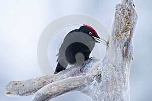 A black woodpecker eating grubs while perched on a log