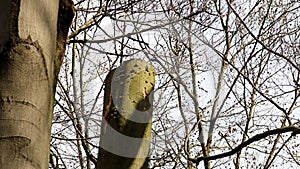 Black woodpecker in hackneyed beech tree, Holland