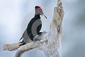 A black woodpecker hunting grubs while perched on a log