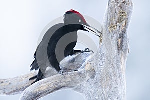 Black-woodpecker pecking inside log for grubs and bugs