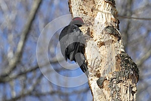 A black woodpecker sits on a tree in the forest on a sunny day and looks for insects