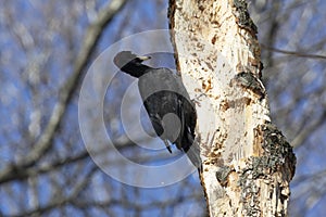 A black woodpecker sits on  tree in  forest on a sunny day and looks for insects