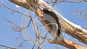 Black Woodpecker using its bill to dig for insects in a tree. Dryocopus martius