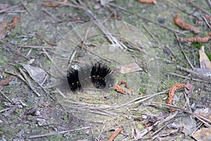 Black Woolly Bear Caterpillar Worm