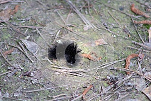 Black Woolly Bear Caterpillar Worm