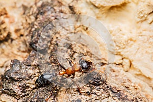 Black worker ants