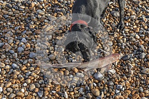 Black working cocker spaniel smells a dead dogfish on the beach