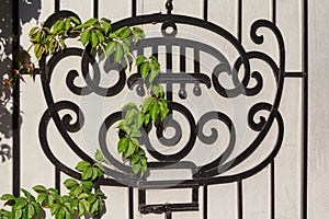 Black wrought-iron grille and ivy branch