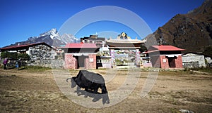 Black yak in the Himalayas