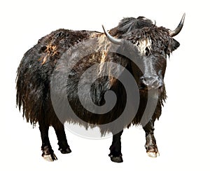 Black yak isolated on the white background