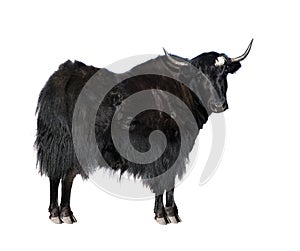 Black yak isolated on white background