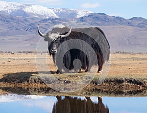 Black yak photo