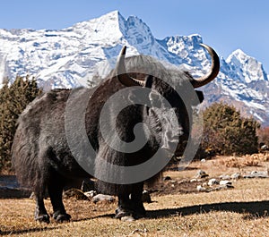 Black yak and mount Kongde