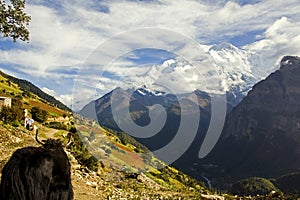 A black yak near a typical nepal village observes the snowy mountains of the annapurnas and the deep valley. Annpurnas round