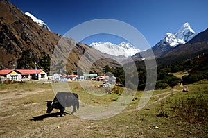 Black yak in the outdoors