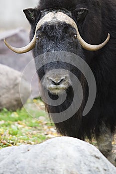 Black Yak Portrait Close Up