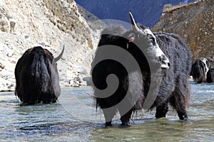 Black yak