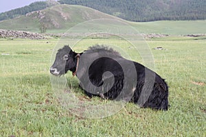 A black yak in the silent Orkhon valley, Ovorkhangai province, Mongolia.