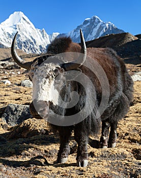 Black yak on the way to Everest and mount Pumo ri