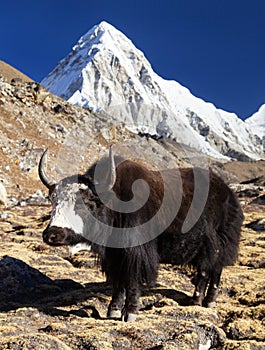 Black yak on the way to Everest and mount Pumo ri