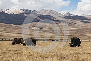 Black Yaks grazing in Tibet