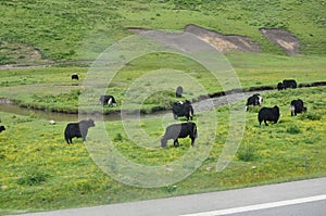 Black yaks on green hills in China