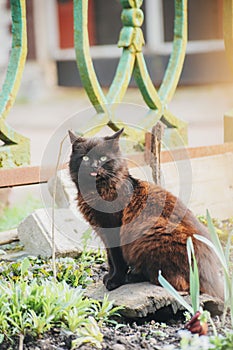 black, yard, homeless cat shows everyone his tongue