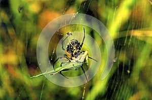 Black-and-Yellow Argiope   41519